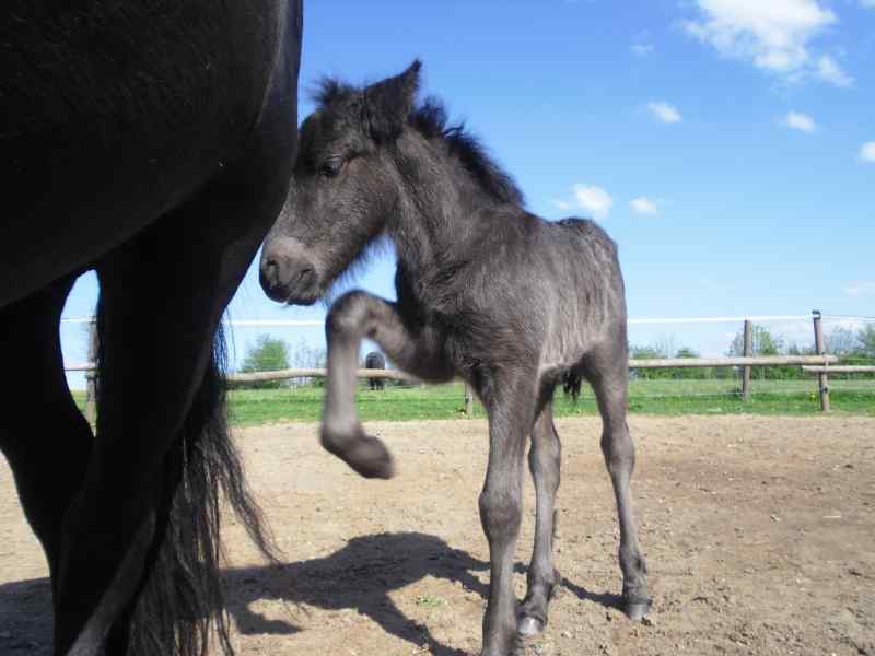 Fell Pony Hengstfohlen