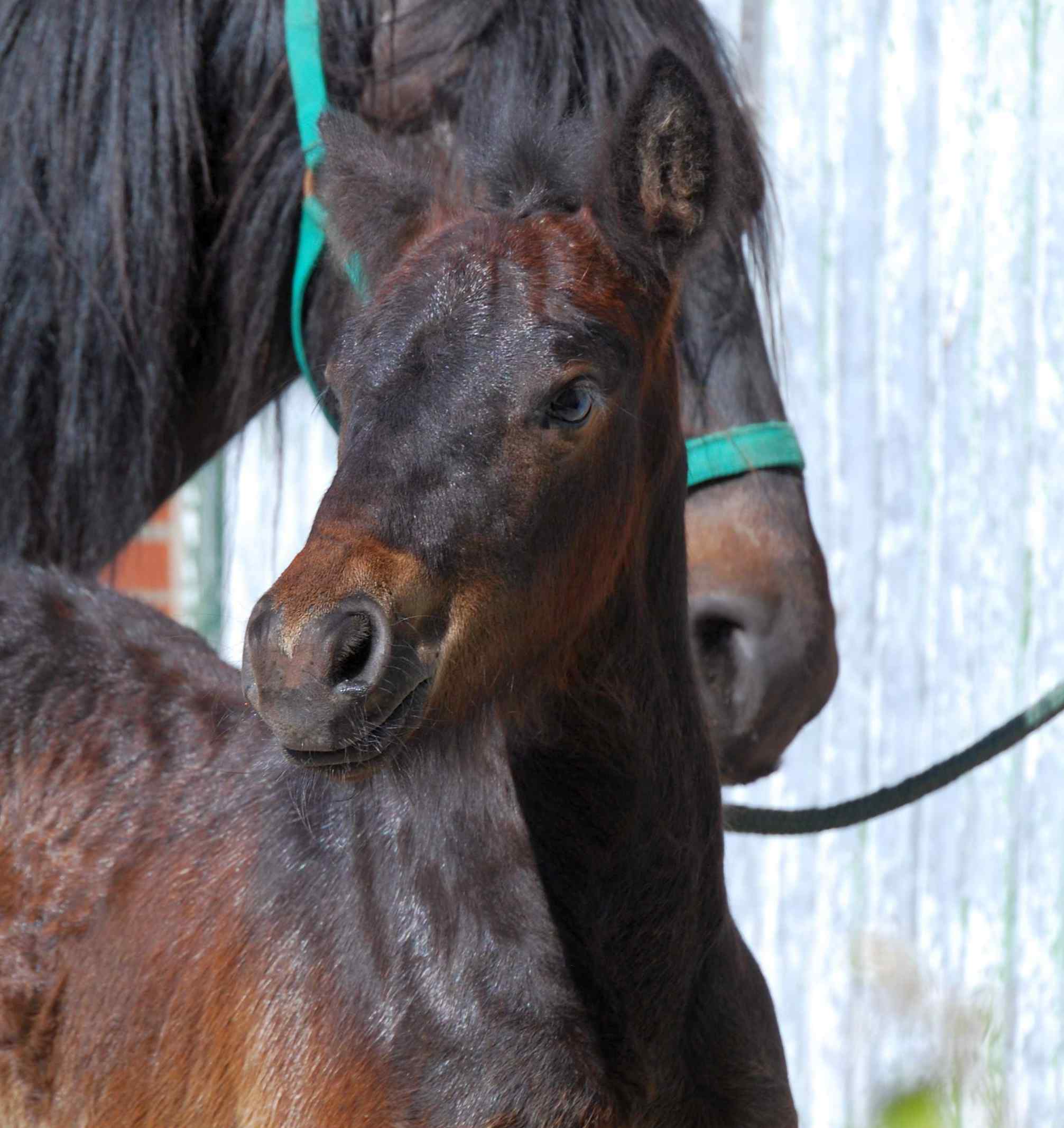 Fell Pony Fohlen schwarzbraun