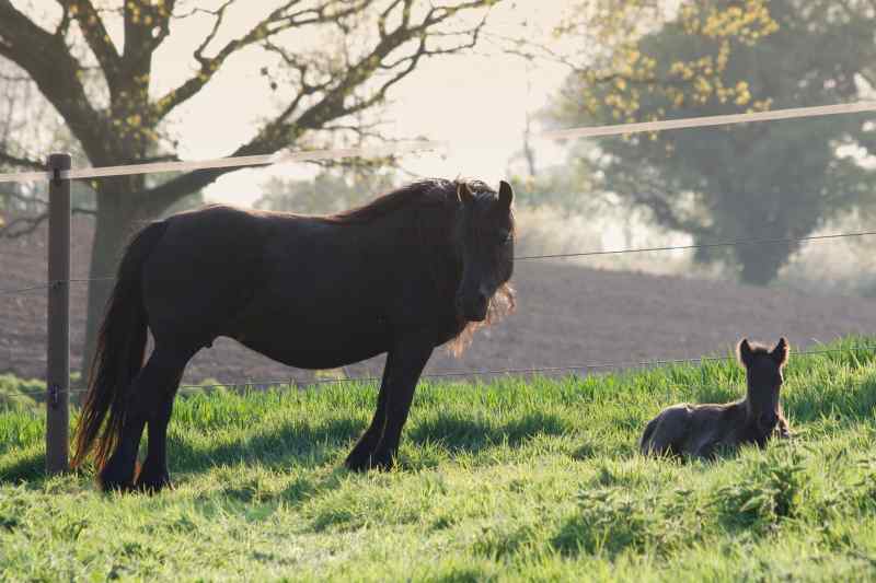 Fohlenkoppel Fell Pony