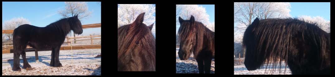 Rimmersgard Fell Pony Gestüt