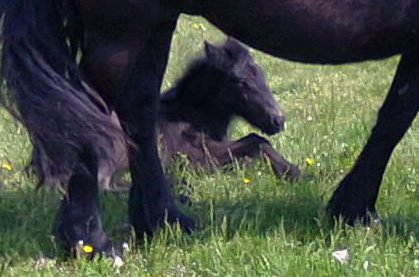 Fellponyfohlen aus der Decksaison 2015