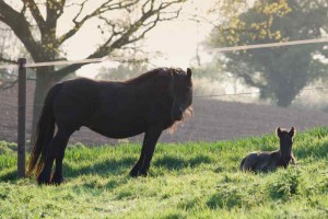 Fohlenkoppel-fellpony